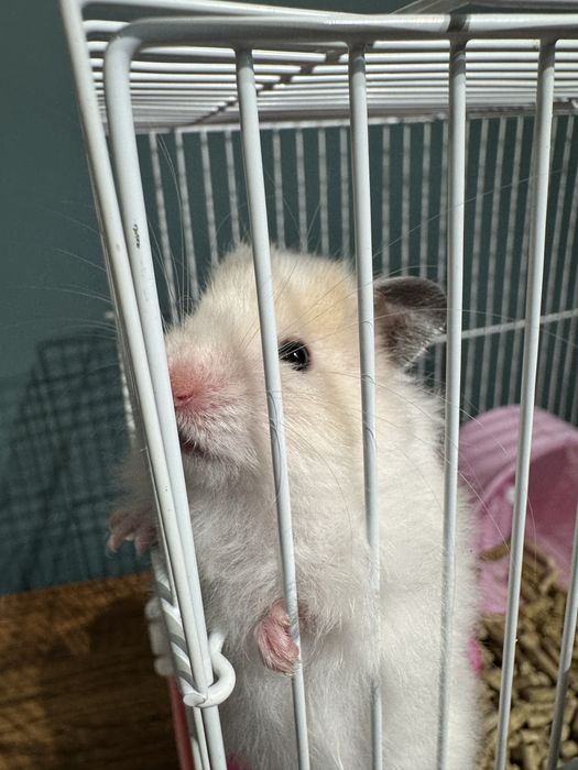 Хомякла сотилади