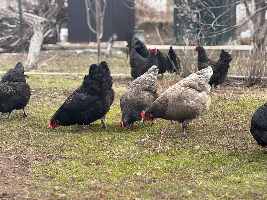 Джерсийский гигант куры