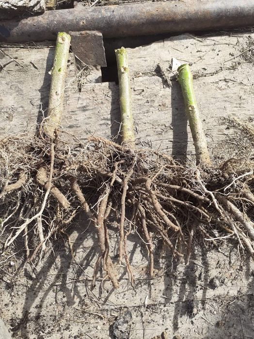Paulownia radacini lemnoase
