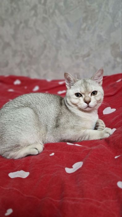 Отдам кота в хорошие руки - бесплатно.