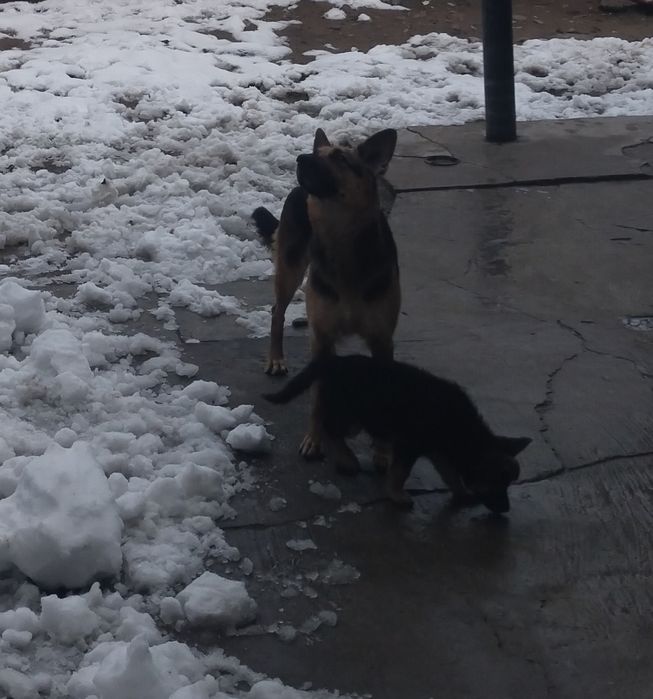 Немецкая овчарка