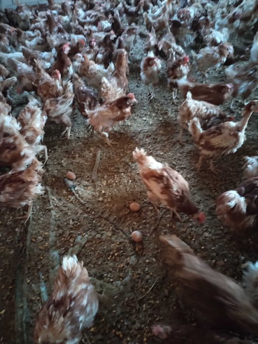 Păsări vii de ouat