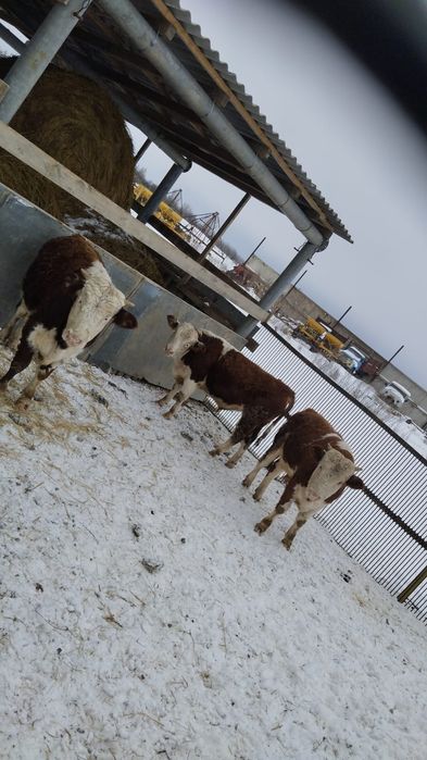 Продам бычков и телочек