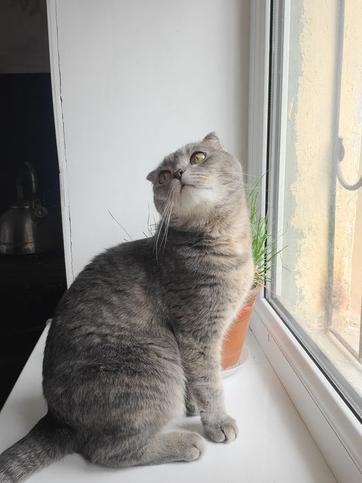 Продаётся Шотландская вислоухая кошка