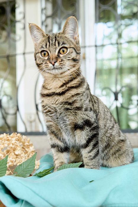 Миниатюрная кошечка, 1  год 3 месяца, девочка