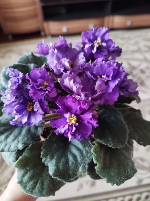 Фиалка сортовая.