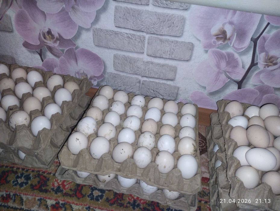 Инкубационные яйца кур