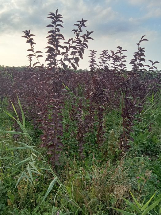 Черемуха красная