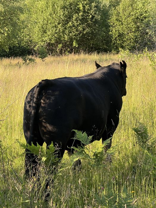 Taur angus cu juninca