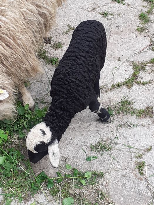 Vând oaie țurcană tânără și bună de lapte