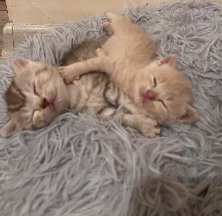Котята от британца