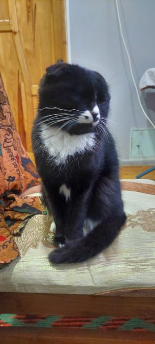 Skotish mushugi  Skotish mushugi 6 oy lek latokka oʻrgangan Tel 90-311