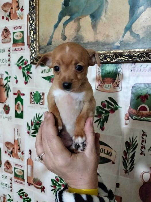 Маленькое счастье ищет дом