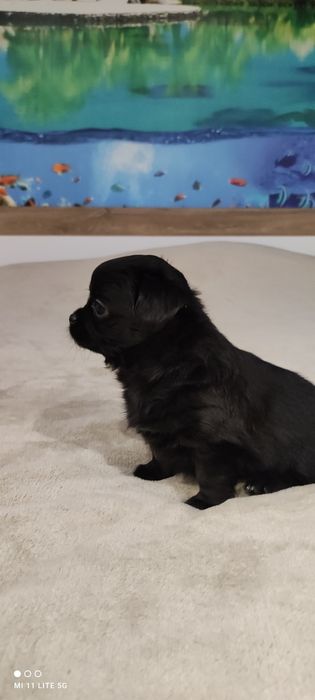 Две момичета чихуахуа