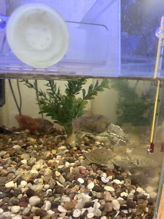 Продам аквариум