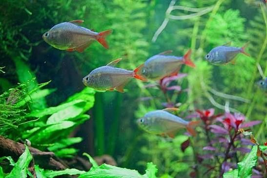 Колумбийская тетра