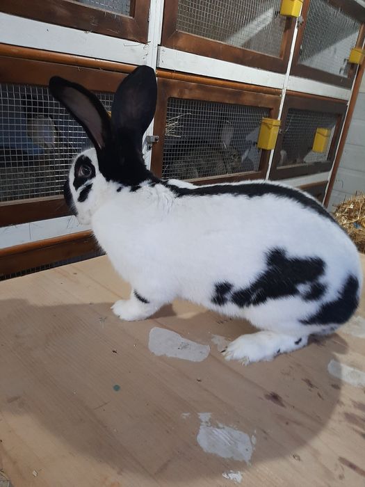 Urias german si fluture german