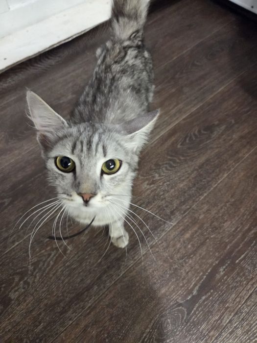 Отдам ласковую кошечку