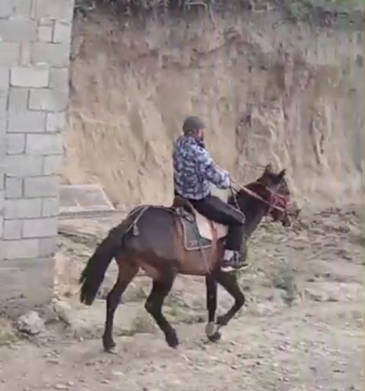 Срочно Айгыр продам