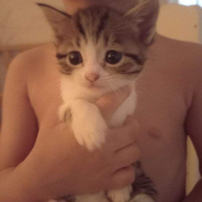 Породистые котята мальчик 1 мес