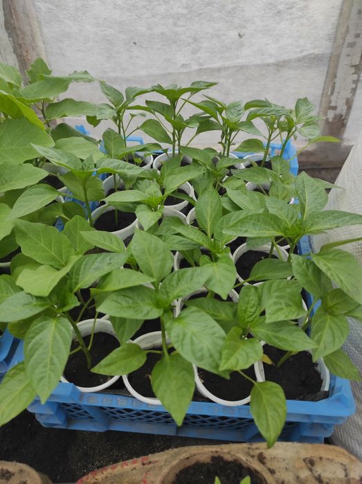 Продам рассаду овощей