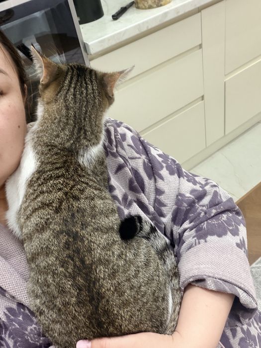 Отдам в добрые руки котенка