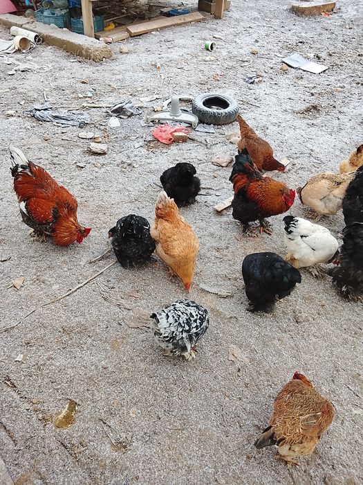 Тауык  куры сатылады