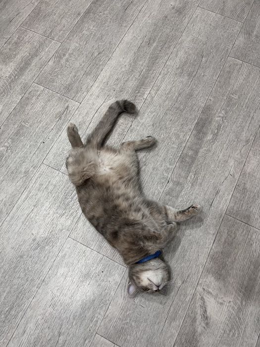 отдам двух прекрасных кошечек , в добрые руки!
