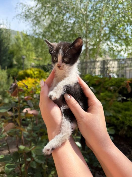 Котенок в поиске дома