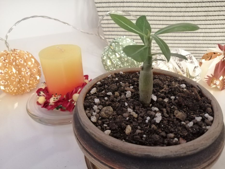 Trandafir de Deșert (Adenium Obesum) 6 luni - Plantă de Interior Exotică