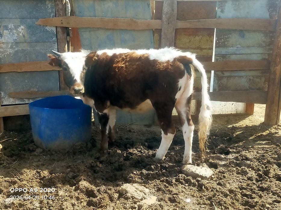 Баспактар сатылады