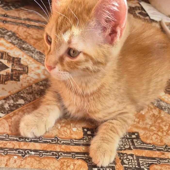Подарявам котенце.