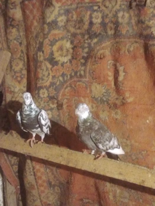 Продаются высоколётные голуби