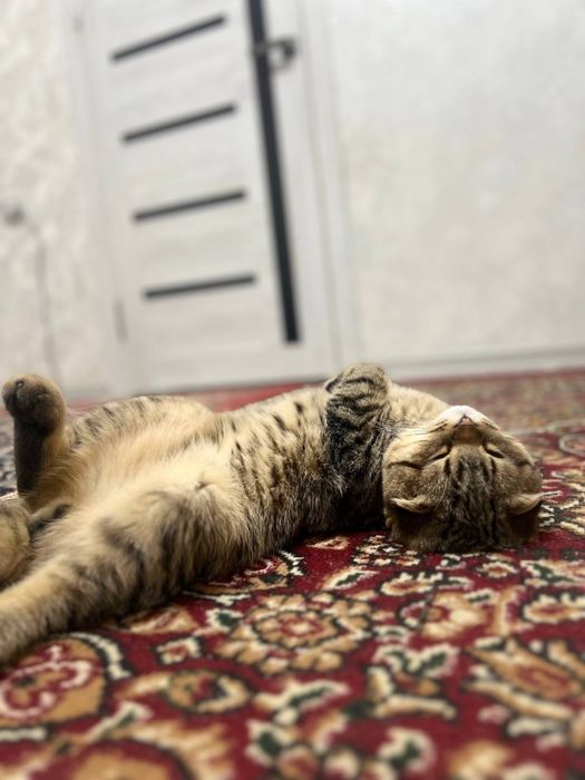 Scottish fold sotiladi