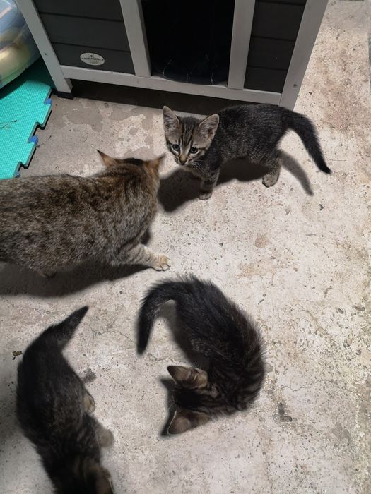 Donez 1 pui de pisică