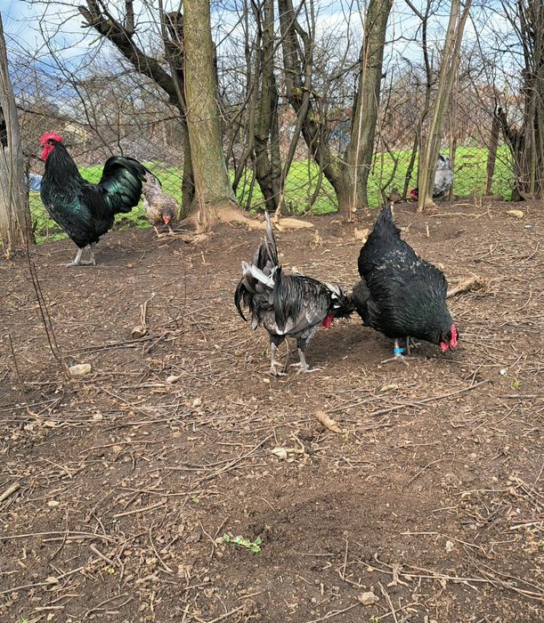 Vând oua de motata olandeza