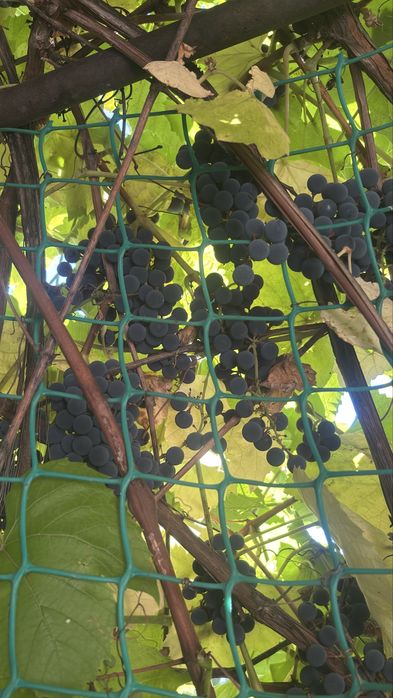 Продам виноград, Изабелла