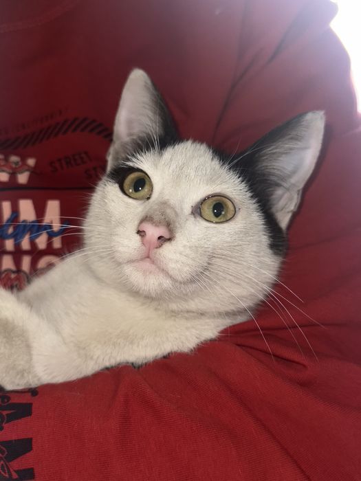 Котеночек мальчик