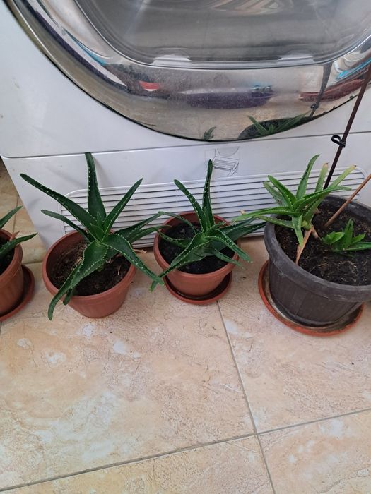 Алое вера за лек