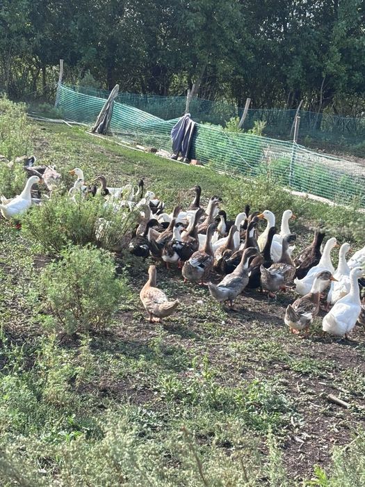 Продам утят оптом