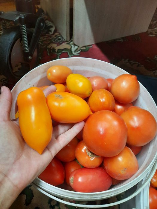 Продам домашний помидоры