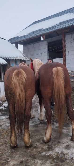 Vând daua iepe  una de 5 ani una de 7 ani