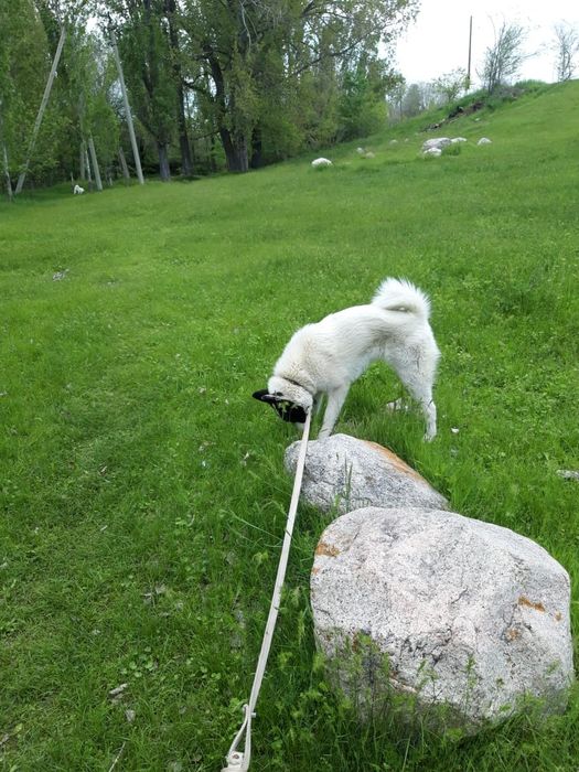 Лайка девушки лайка