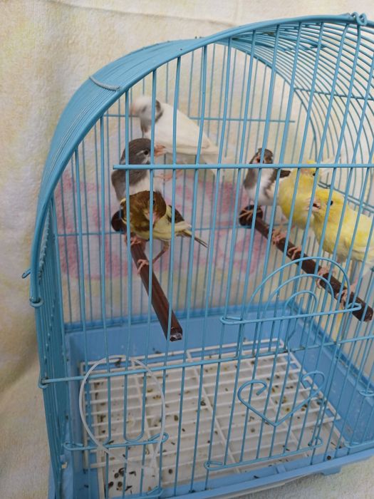 Vând canari și alte păsări