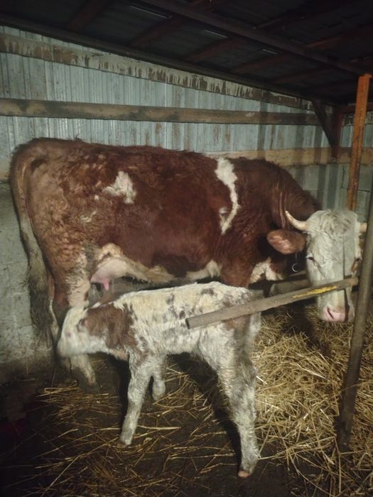 de vânzare junincă cu vițel
