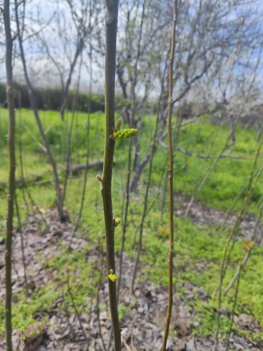 Keparis archasi 1.5-2 metrli