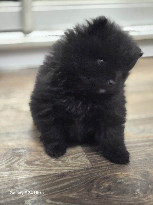 Минишпицы толстолапые