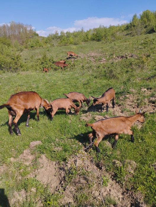 Ieduțe alpina franceză