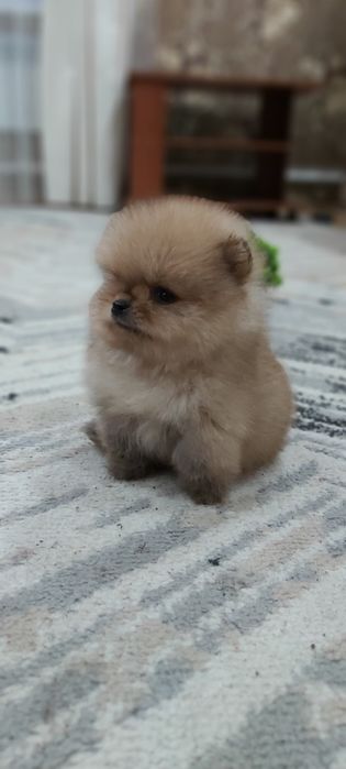 Шпиц кремовый мальчик