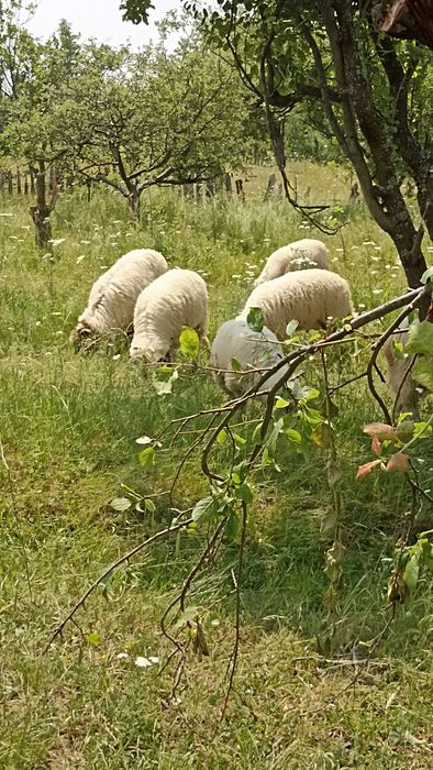 Miei de vânzare au peste 30 45 kg viu și carcasă de oaie 25 lei kg